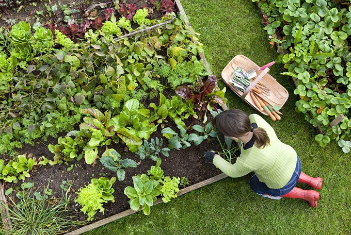 Seton community resident gardening in Calgary, Alberta